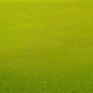 Situés à proximité de plusieurs Clubs de Golf
